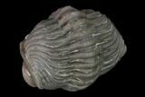Bargain, Wide Eldredgeops Trilobite - Silica Shale #137261-2